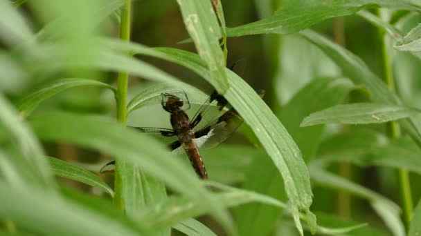Dragonfly Звисає Свіжого Зеленого Листа Помірний Вітряний День — стокове відео