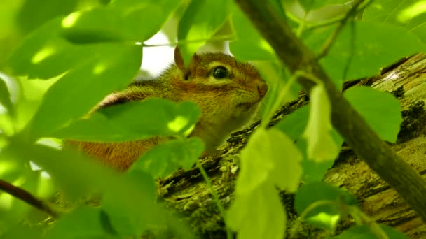 Szczegółowe Makro Ujęcie Twarzy Wiewiórki Podczas Ukrywania Się Pod Zielonym — Wideo stockowe