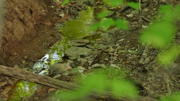 Abbastanza Riflettente Corpo Acqua Nella Foresta Con Uccello Pettirosso Terra — Video Stock