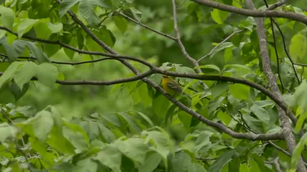 Ramo Broadleaf Oscillando Leggermente Nel Vento Con Uccello Piuttosto Giallo — Video Stock