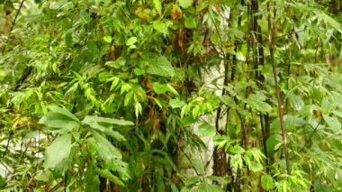 Yoğun yapraklarda saklanan hızlı turuncu kuş Panama 'da bir ağaçtan