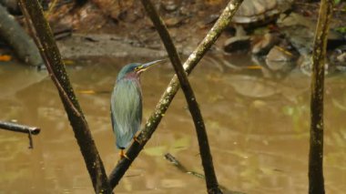 Yeşil balıkçıl yağmur ormanı bataklık suyunun üzerindeki dalda duruyor.