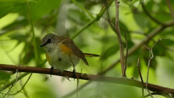 Pretty Female Redstart Bird Standing Branch Large Spikes Summer — Stock Video