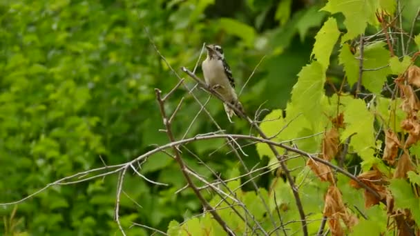 Downy Hairy Woodpecker Takes Flight Top Broken Branch — Stock Video