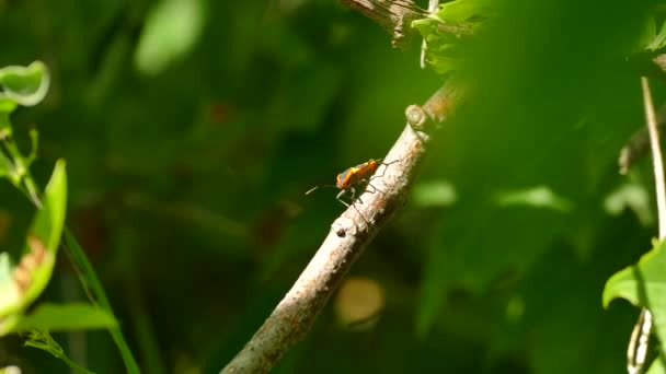 Exótico Insecto Naranja Pie Rama Sobre Fondo Borroso Bosque Puro — Vídeo de stock