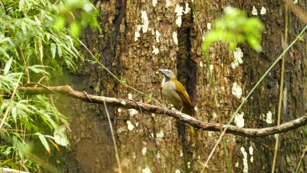 Buff Throated Saltator Flying Branch Large Tree Background — Stock Video