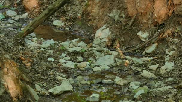 Mittlere Aufnahme Eines Geschäftigen Kleinen Gebirgstals Voller Felsen Und Zweige — Stockvideo