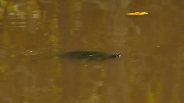 Tortue nageant lentement dans un étang naturel d'eau brune avant de plonger 