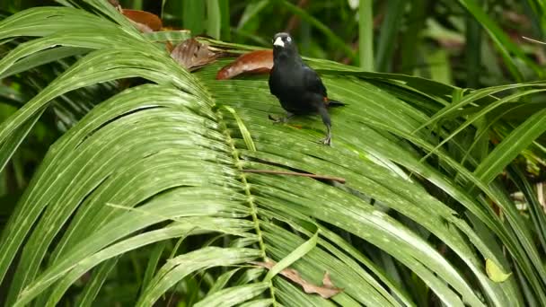 Cacique Escarlata Arranca Hoja Palmera Ancha — Vídeo de stock