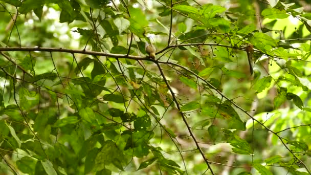 微小的 快速的 全新的 暖和的 跳跃着枝条的鸟类 — 图库视频影像