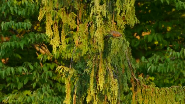 End Day Sunlight Seen Cedar Tree American Robin — Stock Video