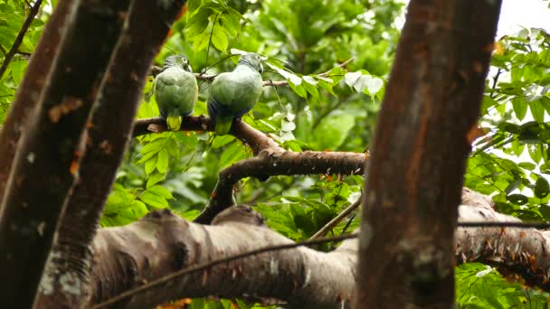 Grupo Papagaios Movendo Lentamente Voando Para Longe Árvore — Vídeo de Stock