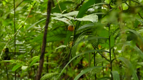 Warbler Protonowy Odlatujący Bujnym Wilgotnym Lesie Panamy — Wideo stockowe