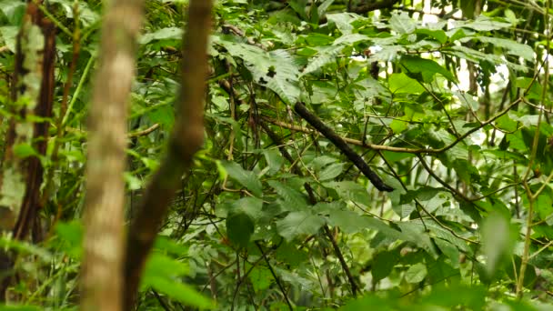 Prothonotaire Warbler Verstopt Zich Achter Dicht Regenwoud — Stockvideo