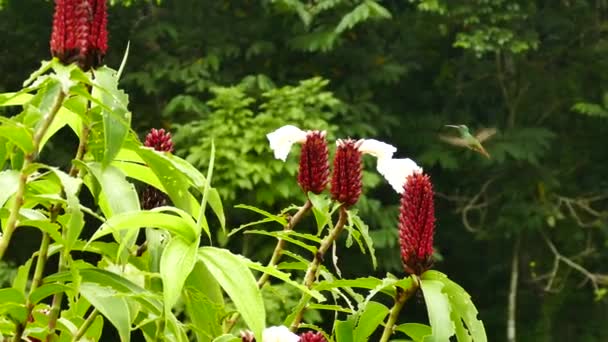 Hummingbird Flyger Snabbt Runt Stora Röda Blommor Med Insekter — Stockvideo