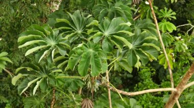Büyük tropikal bitkiden yükselen mavi kuş görüntüsü