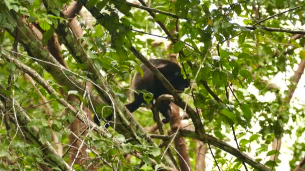 在背景模糊的树枝上发出尖叫声的猴子 — 图库视频影像