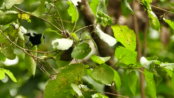 Blanco Hombro Tanager Saltando Hojas Sobre Fondo Borroso — Vídeos de Stock