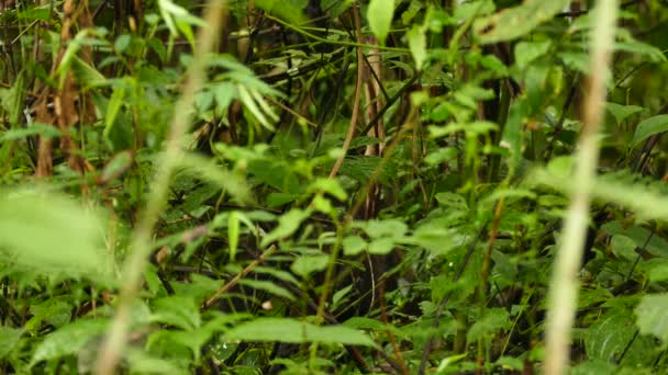 Barely Visible Coati Foraging Slowly Dense Jungle Ground — ストック動画