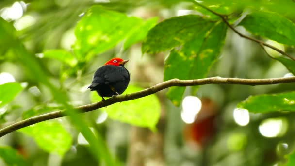Liten Fågel Med Exotisk Röd Topp Huvudet Panama Regnskog — Stockvideo