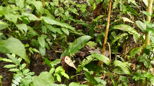 Escondendo Vista Forrageamento Mamíferos Peludos Solo Selva Panamá — Vídeo de Stock