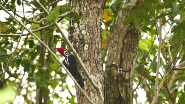 Crimson Crested Woodpecker Panama Hops Flies Away — Stock Video