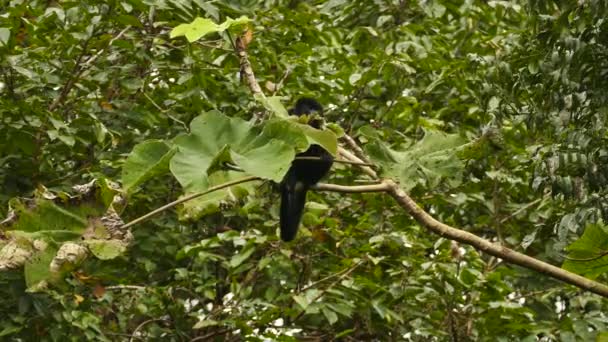 Monyet Mantled Howler Panama Memakan Daun Sambil Duduk — Stok Video