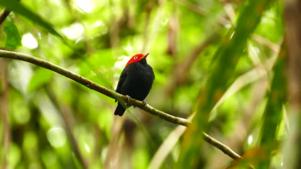 Beautiful Striking Red Capped Manakin Bird Standing Wild Jungle — Stock Video