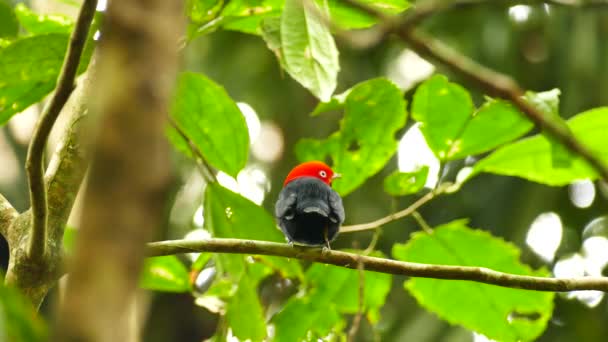 Rot Bedeckter Manakin Panama Blickt Zurück Die Kamera — Stockvideo