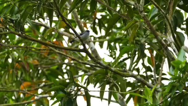 Fågel Med Grå Blå Rygg Uppe Panama Träd Gryningen — Stockvideo