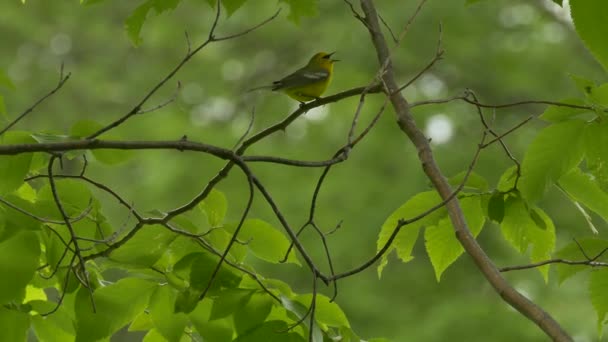 Μπλε Φτερωτό Warbler Που Πετούν Όμορφη Εποχή Των Αρχών Του — Αρχείο Βίντεο