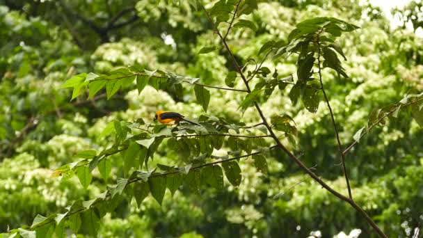 猎户鸟觅食树叶 而其他鸟类则在背景中着陆 — 图库视频影像