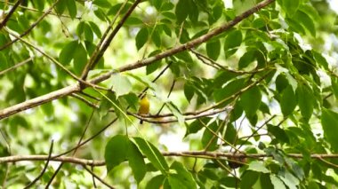 Bir çift basit sinek yakalayıcı ışık ağacı etrafında alışveriş yapıyor.