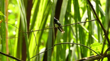 Parlak güneş, tropikal ormanda sinekkuşuyla parlıyor.
