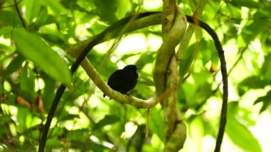 Mavi başlıklı manakin güneşte hızlı hareketlerle tımar ediliyor.