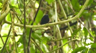 Panama ormanında tünemiş egzotik mavi başlıklı manakin.