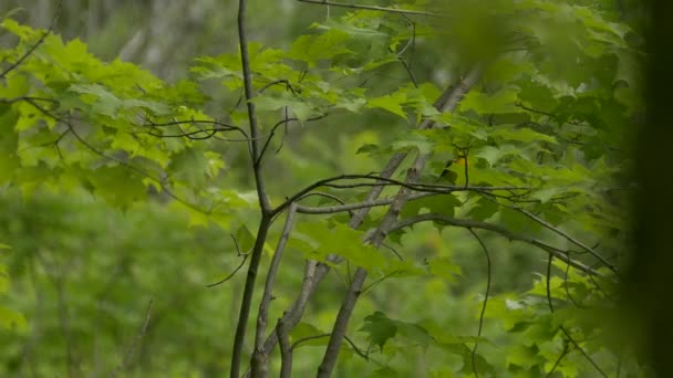 Multi Coups Paruline Ailes Bleues Debout Sur Arbre Sur Fond — Video