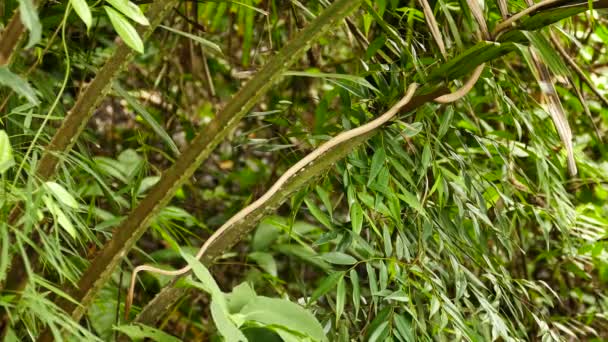 Vine Snake Perched Moving Spiky Tropical Plant Stem — ストック動画