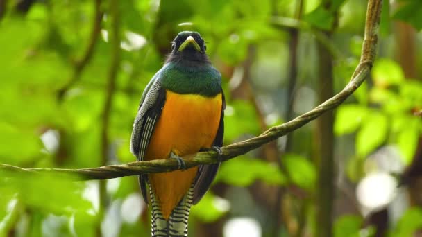 Острый Яркий Снимок Тропической Птицы Панаме Движущейся Головой — стоковое видео