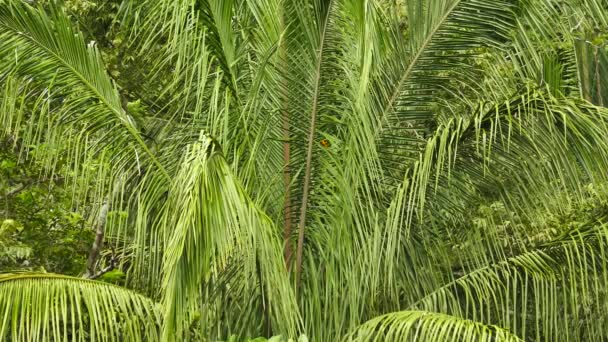 Par Oriole Naranja Brillante Palmera Grande Selva — Vídeos de Stock