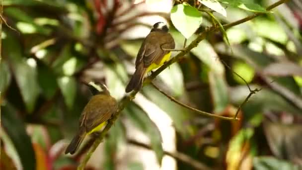 Paar Kiskadee Vögel Hocken Auf Zweigen Mit Sonnigem Hintergrund — Stockvideo