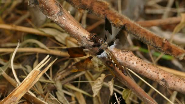Büyük Yusufçuk Sineği Kahverengi Çubukların Üzerine Tünemişti — Stok video