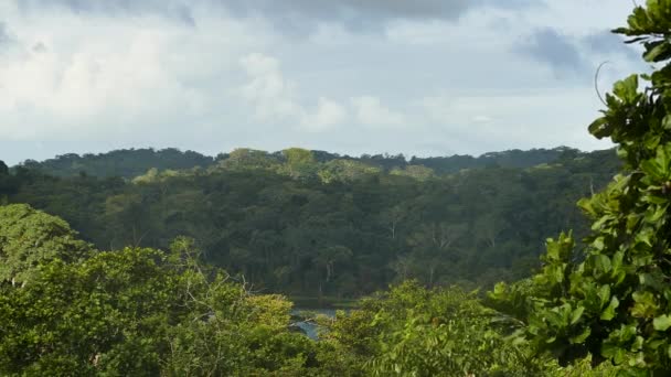 Vista Panorâmica Elevada Paisagem Linha Árvores Floresta Tropical Panamá — Vídeo de Stock