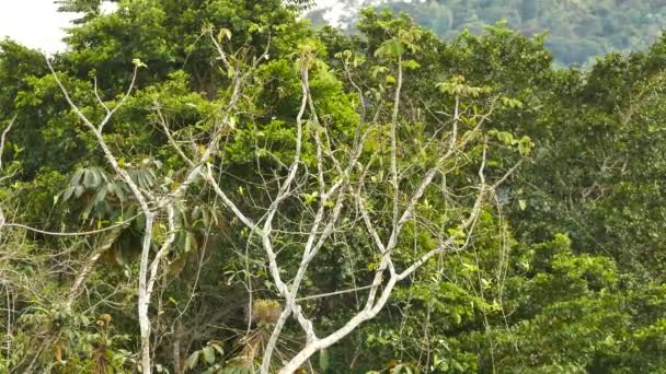 Perroquet bien caché dans un arbre au loin dans la nature 