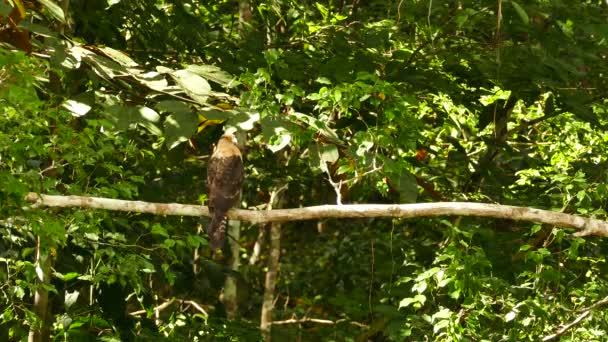 Caracara Panama Ligger Tom Gren Med Lätt Vind — Stockvideo