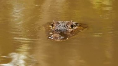 Timsah kafasının yüzü suyun içinde duruyor.