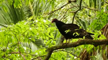 Bulanık palmiye ağacının arka planında kızıl saçlı akbaba
