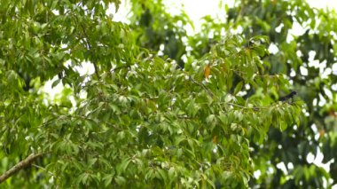 Büyük yapraklı dallara tünemiş değişken yalıtkan siyah kuş