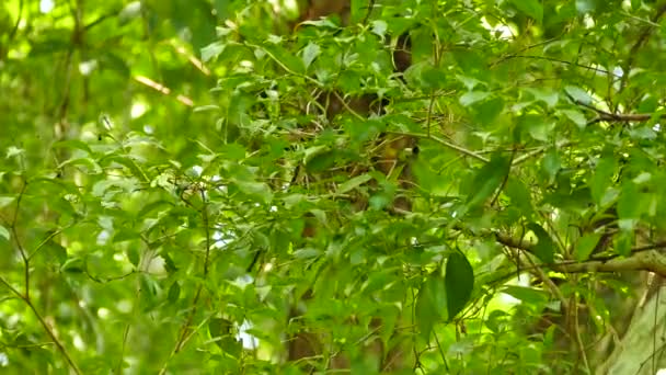 Bird Broadleaf Tree Exiting Frame Returning — ストック動画