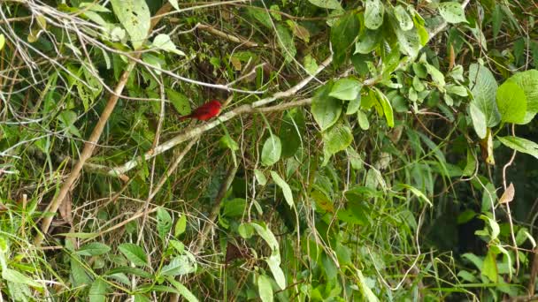 Літній Танагер Панамі Вдаряє Повністю Червоного Птаха — стокове відео